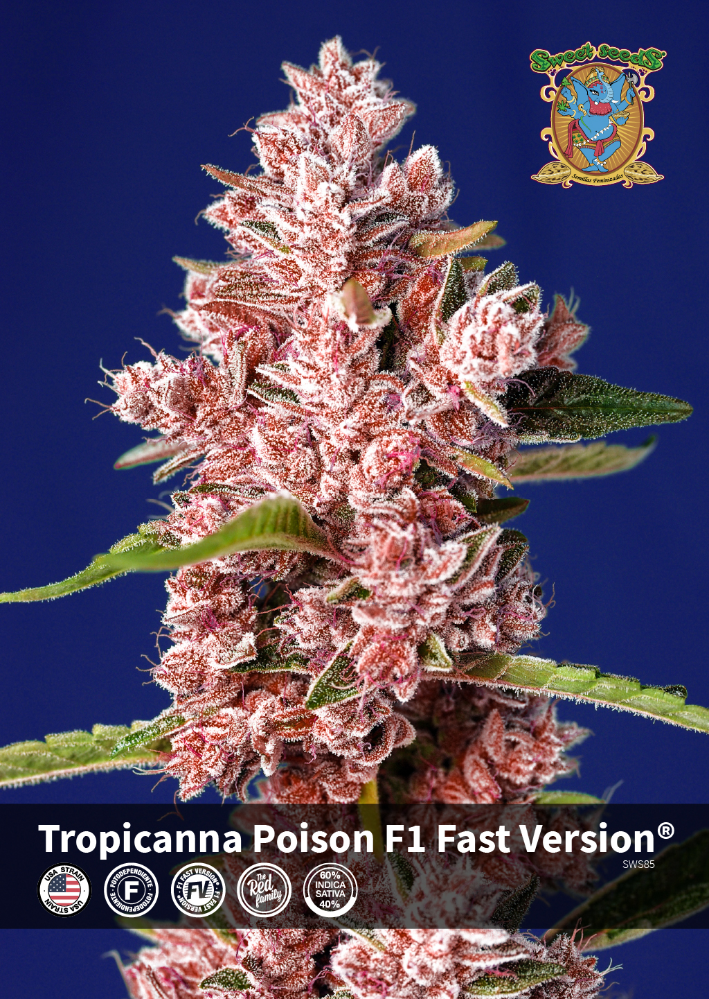 Tropicanna Poison F1 Fast Version® [NOVEDAD 2020] [USA STRAIN] | La  Marihuana